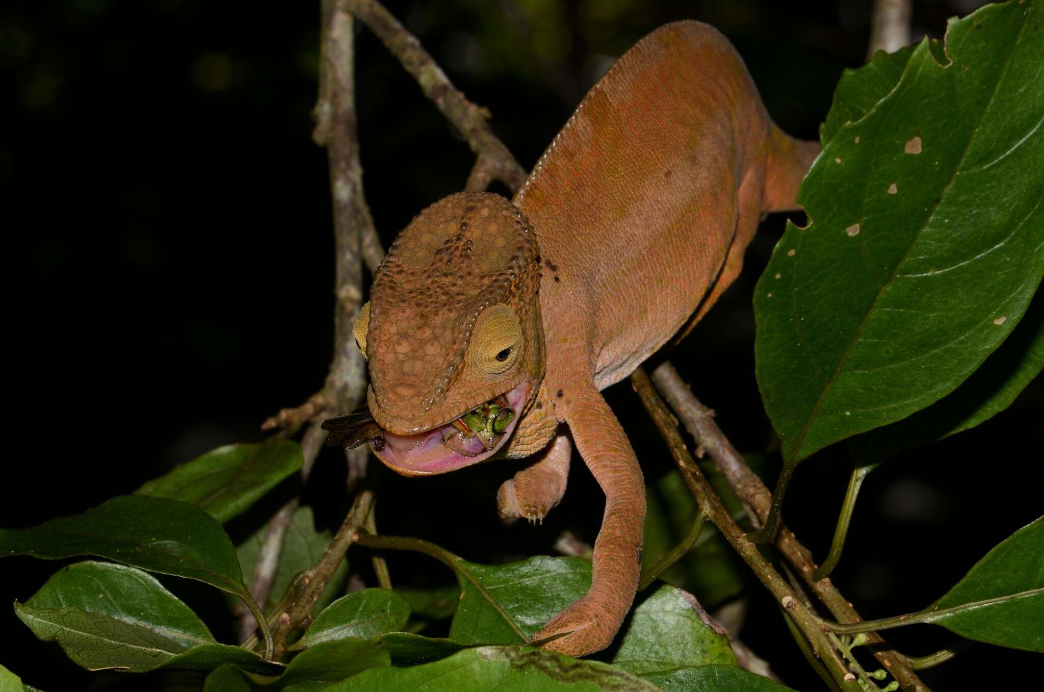 Image of Calumma ambreense (Ramanantsoa 1974)