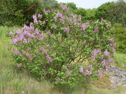 Image of Common Lilac