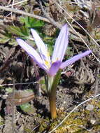 Image of Colchicum bulbocodium Ker Gawl.