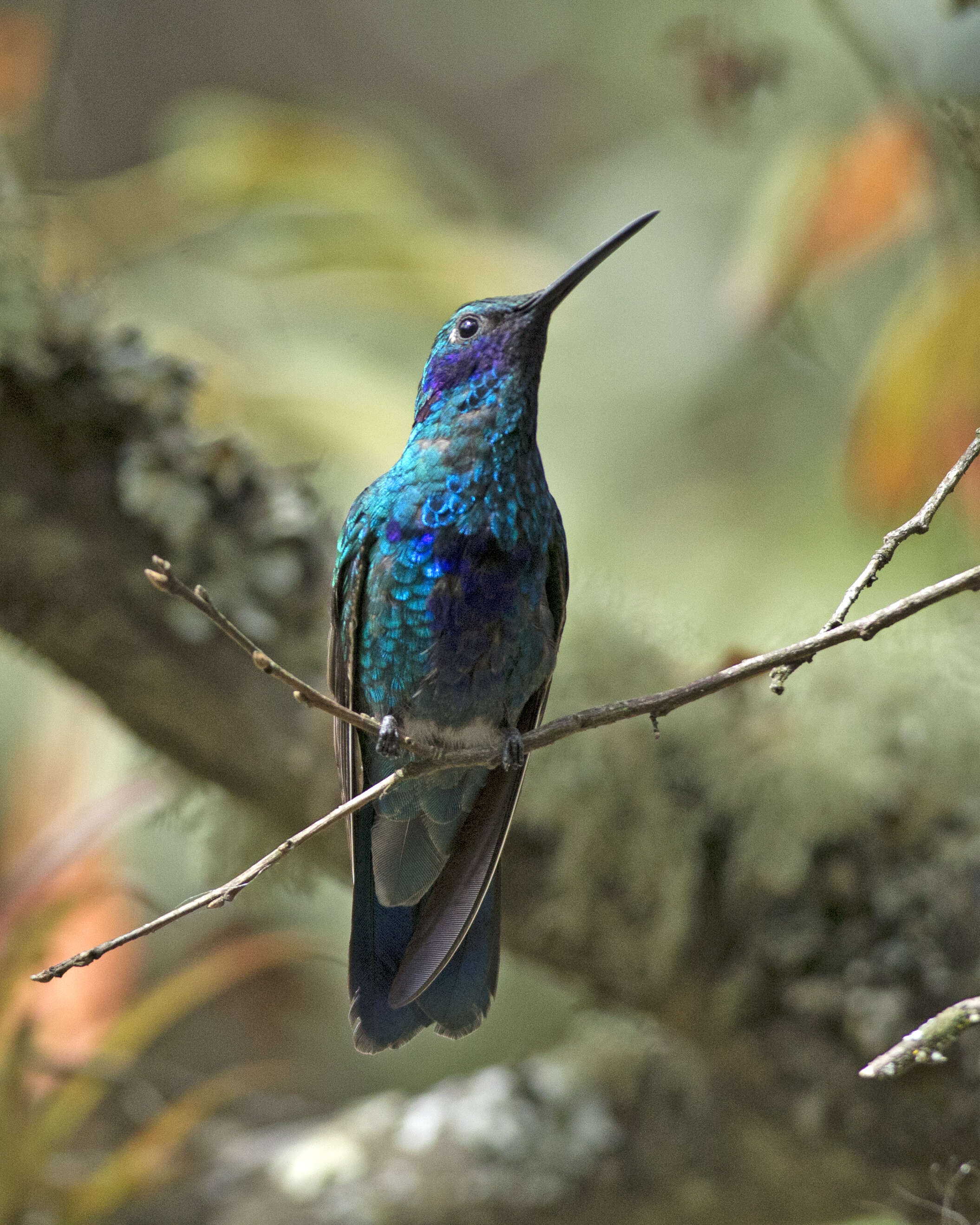 Colibri coruscans (Gould 1846) resmi