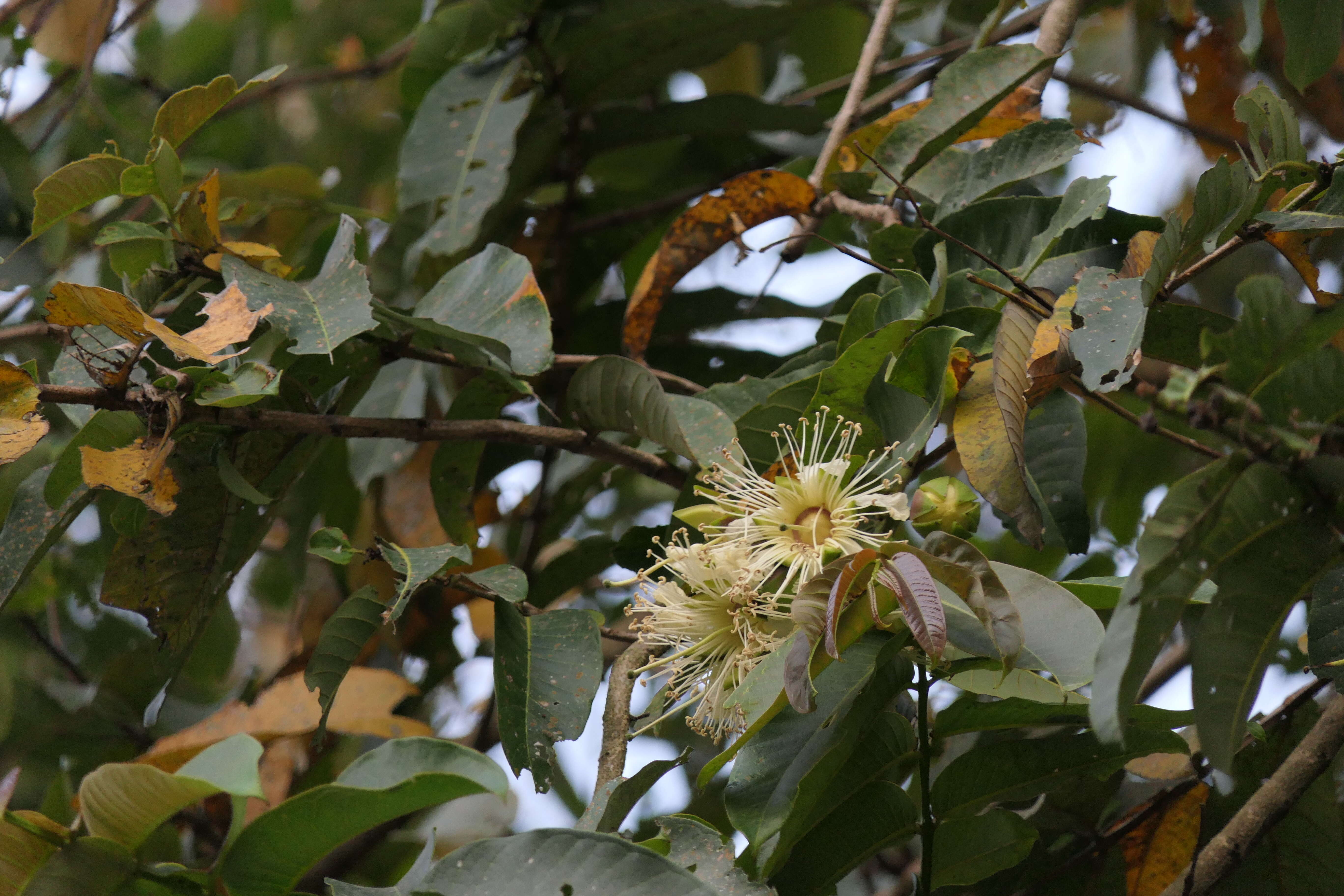 Duabanga grandiflora (Roxb. ex DC.) Walp. resmi