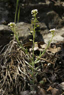 Image de Aethionema saxatile (L.) W. T. Aiton