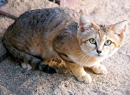 Image of Sand Cat