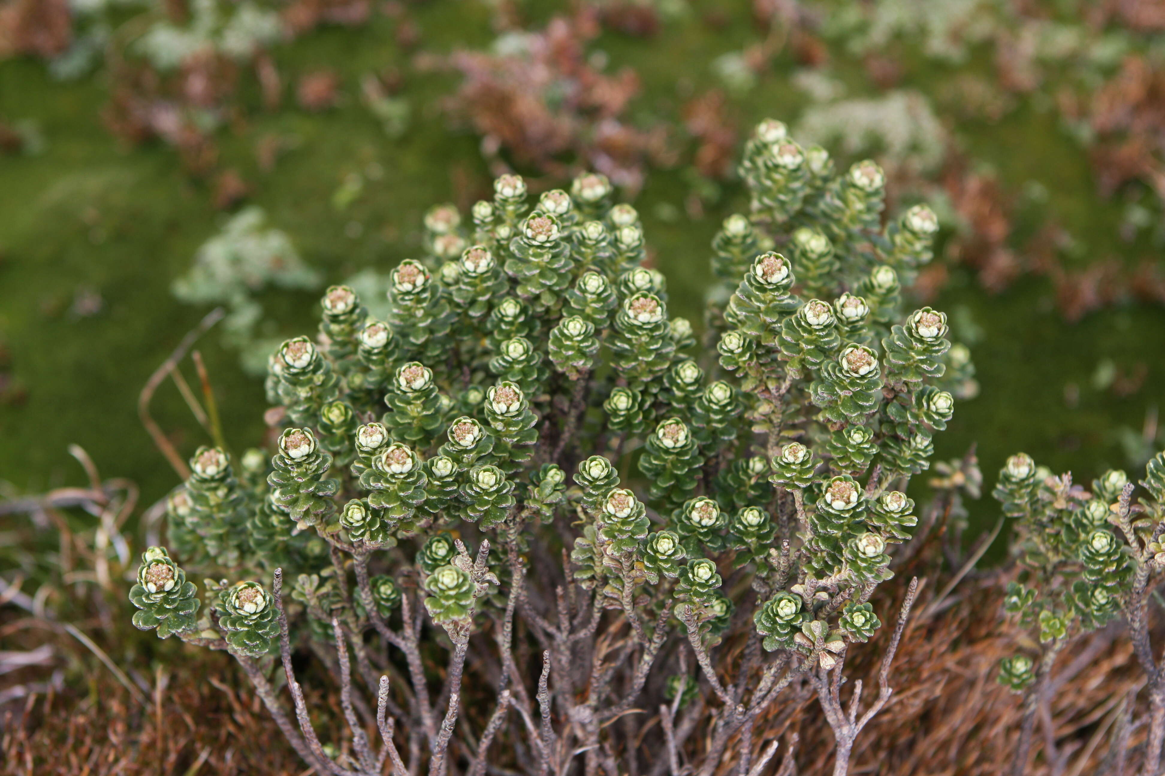 Ozothamnus rodwayi A. E. Orchard resmi