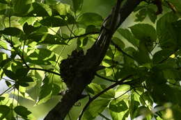 Image of gnatcatchers