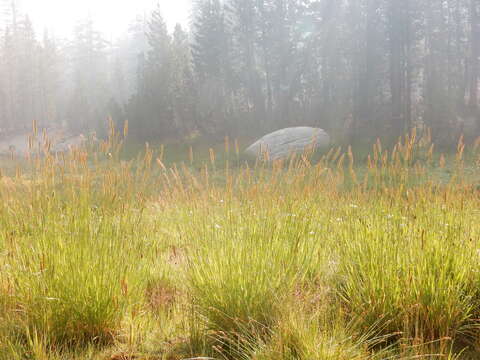 Image of meadow barley