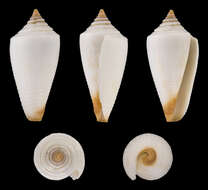 صورة Conus furvus Reeve 1843