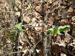 Image of Italian Honeysuckle