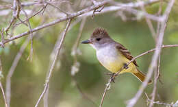 Image of Ash-throated Flycatcher