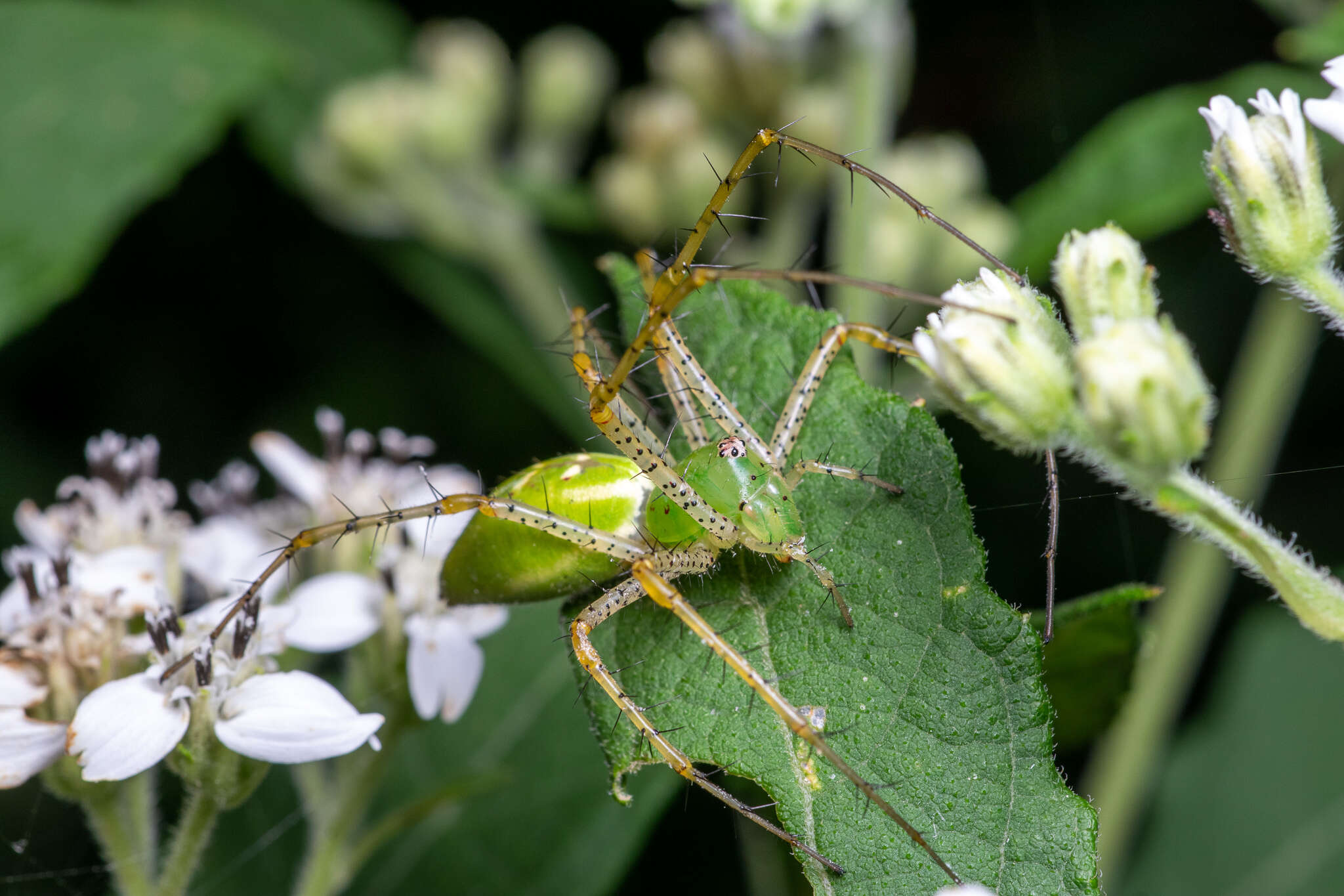 Image of Peucetia