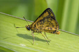 Image of Bush Hopper