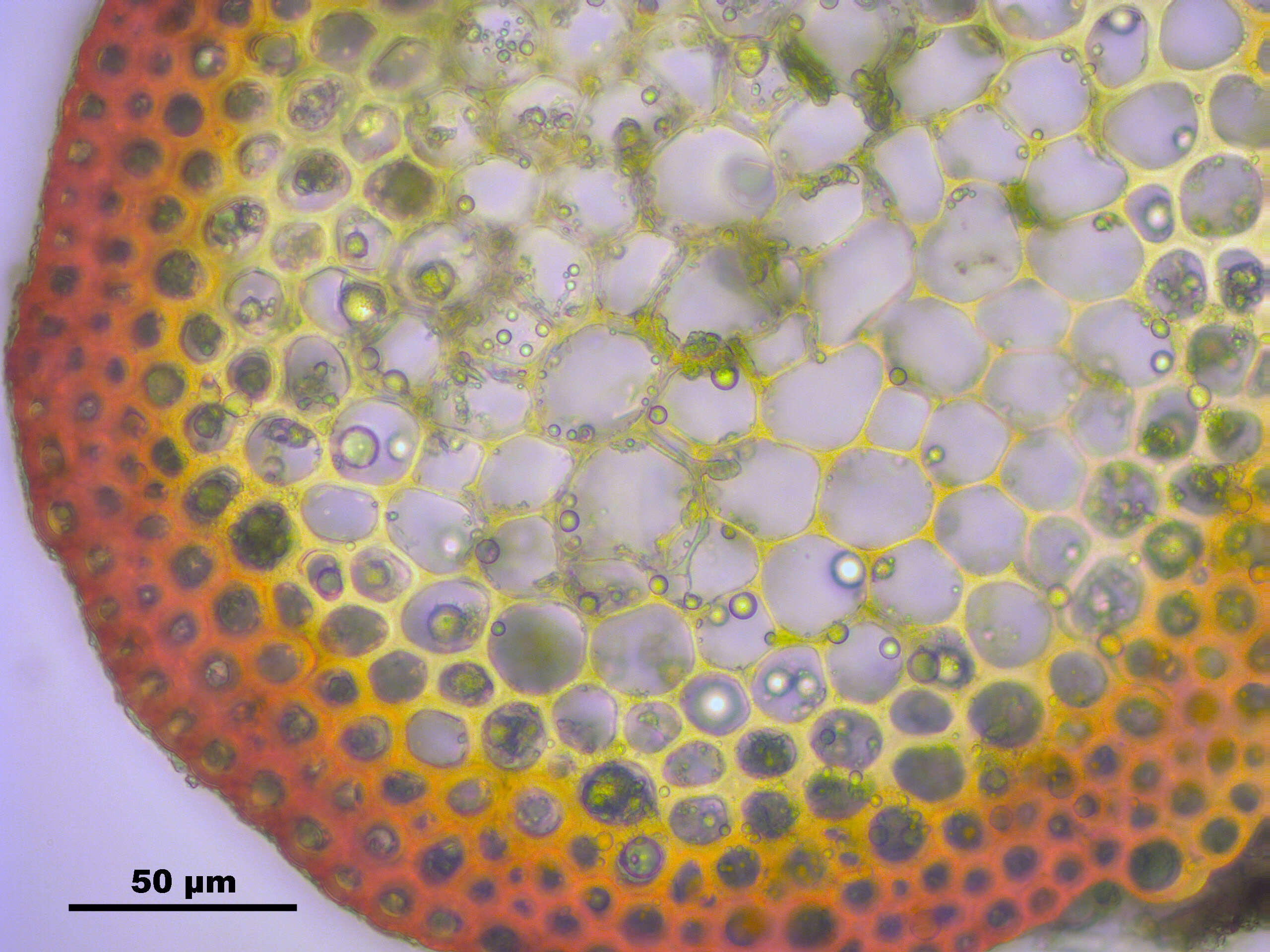 Image of antifever fontinalis moss