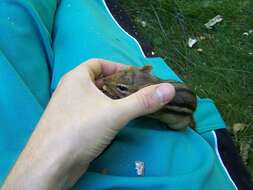 Image of Siberian Chipmunk