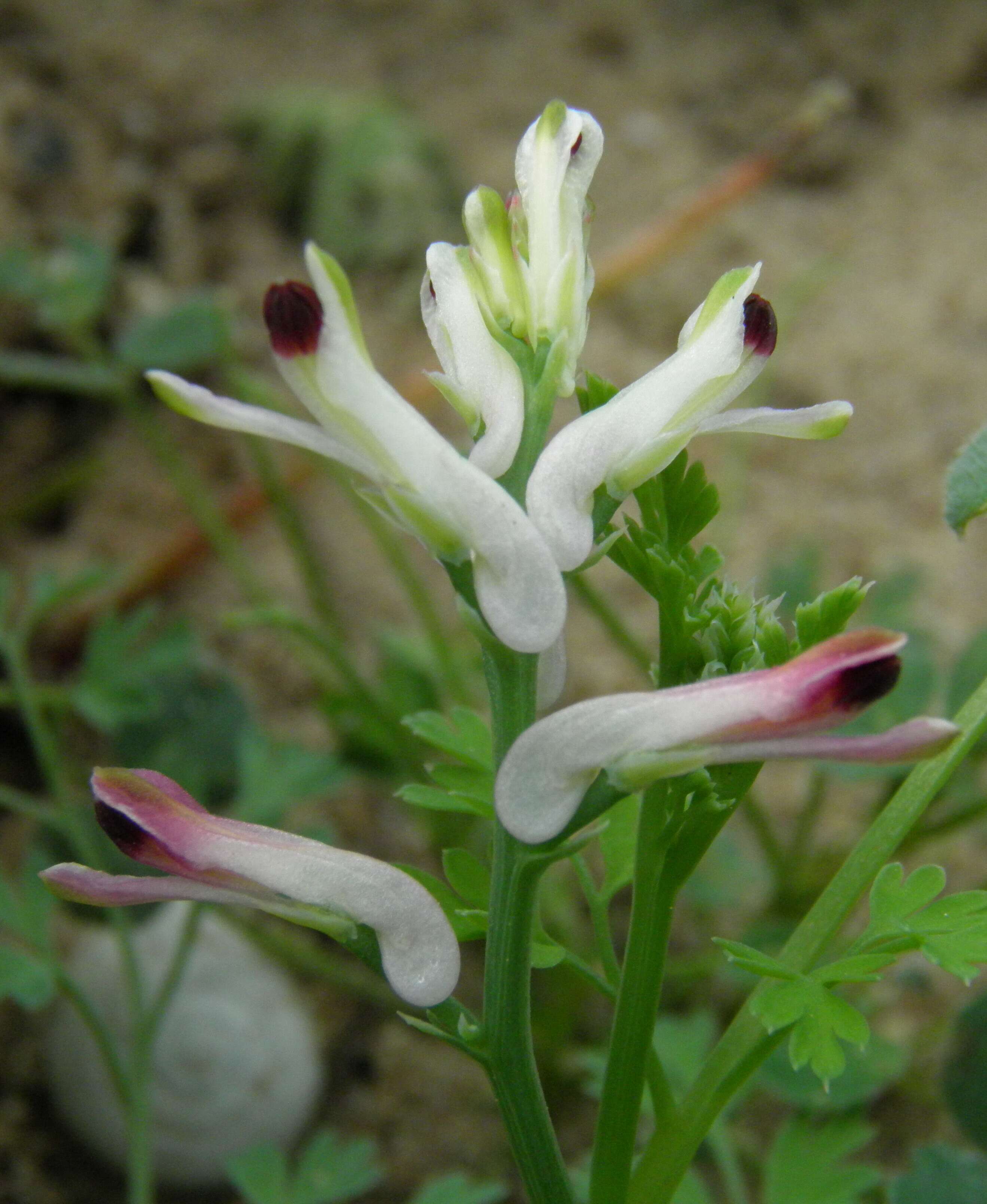 Image of field fumitory