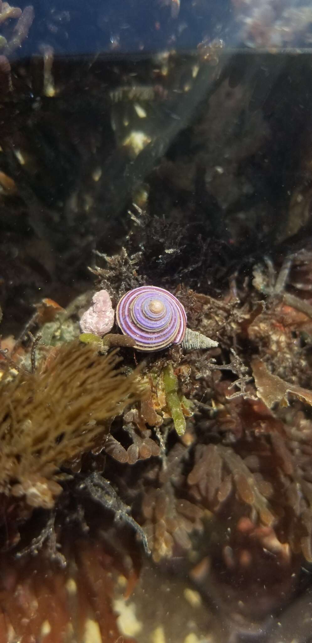 Image of Blue Top Snail