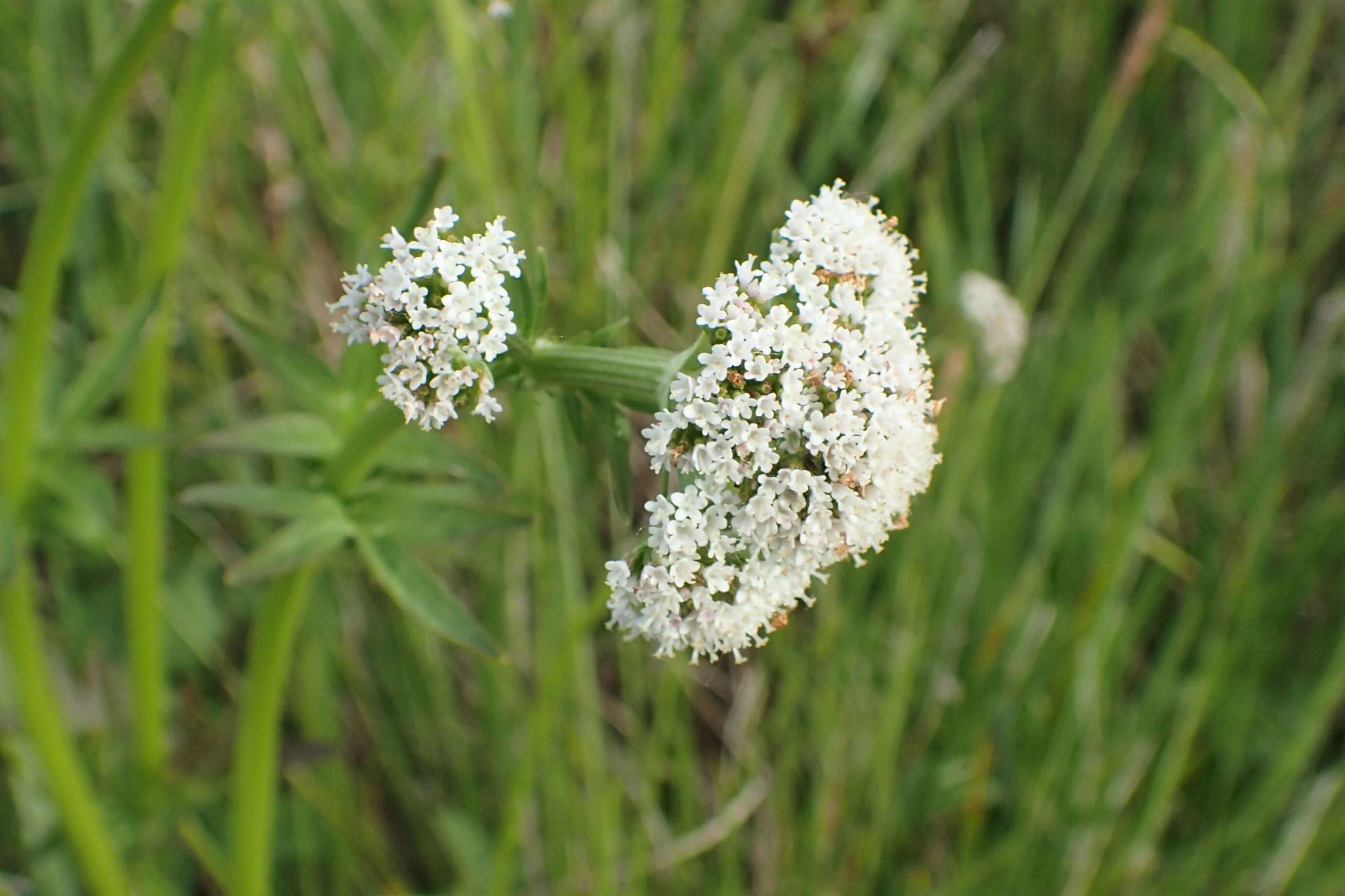 Image of marsh valerian