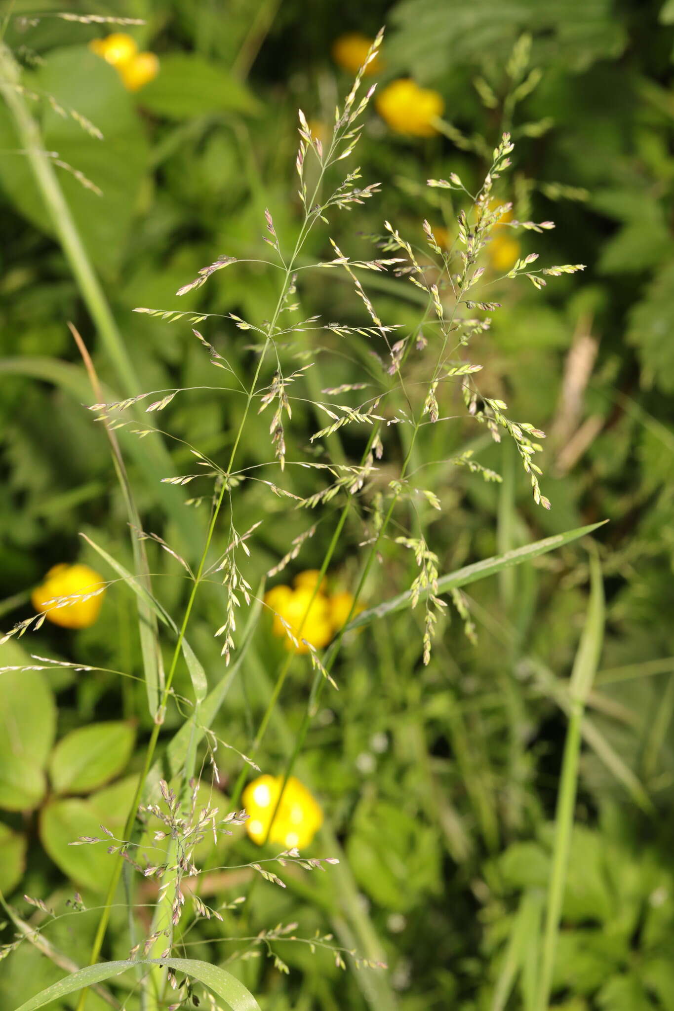 Image of rough bluegrass