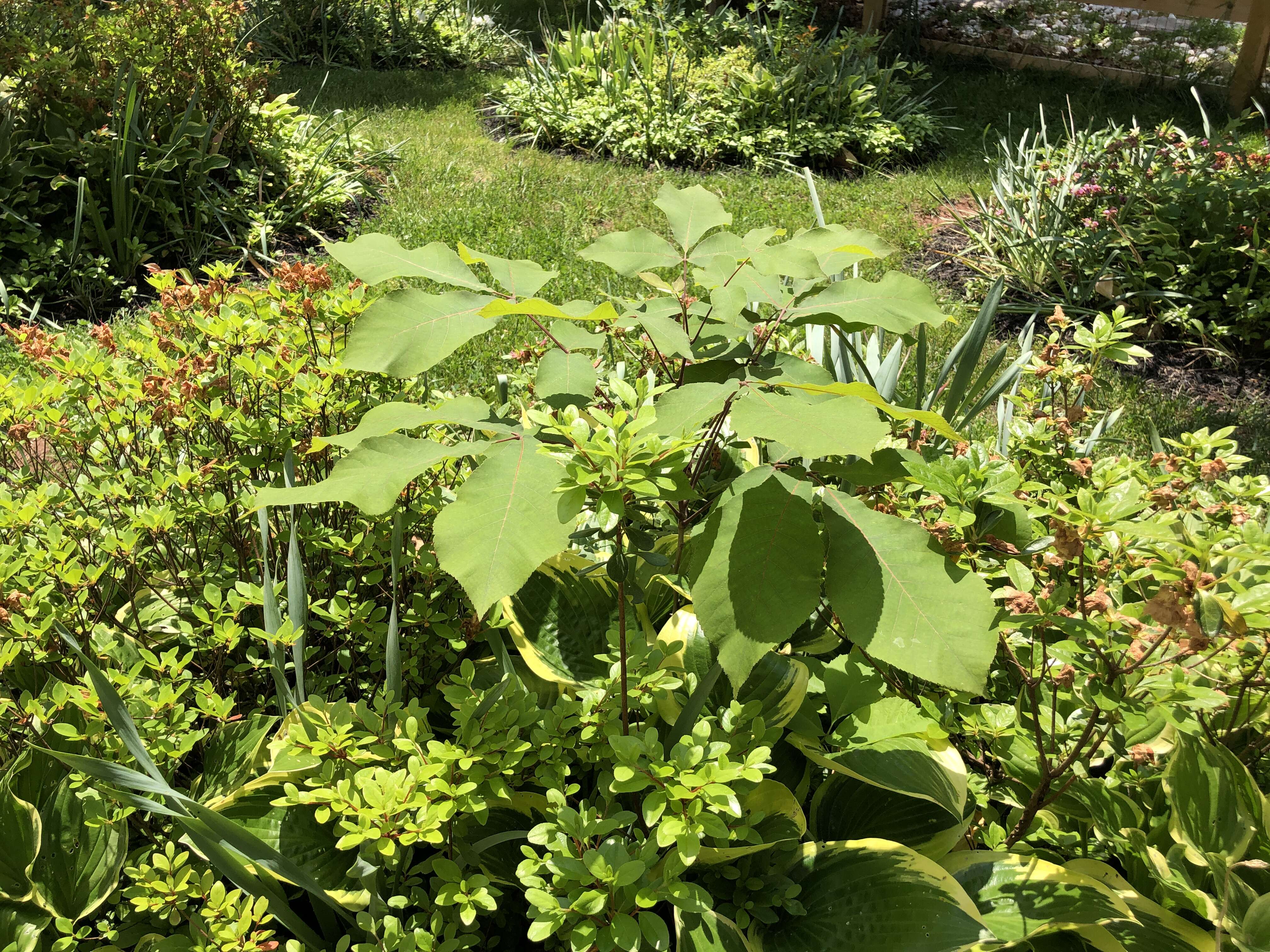 Image of shagbark hickory