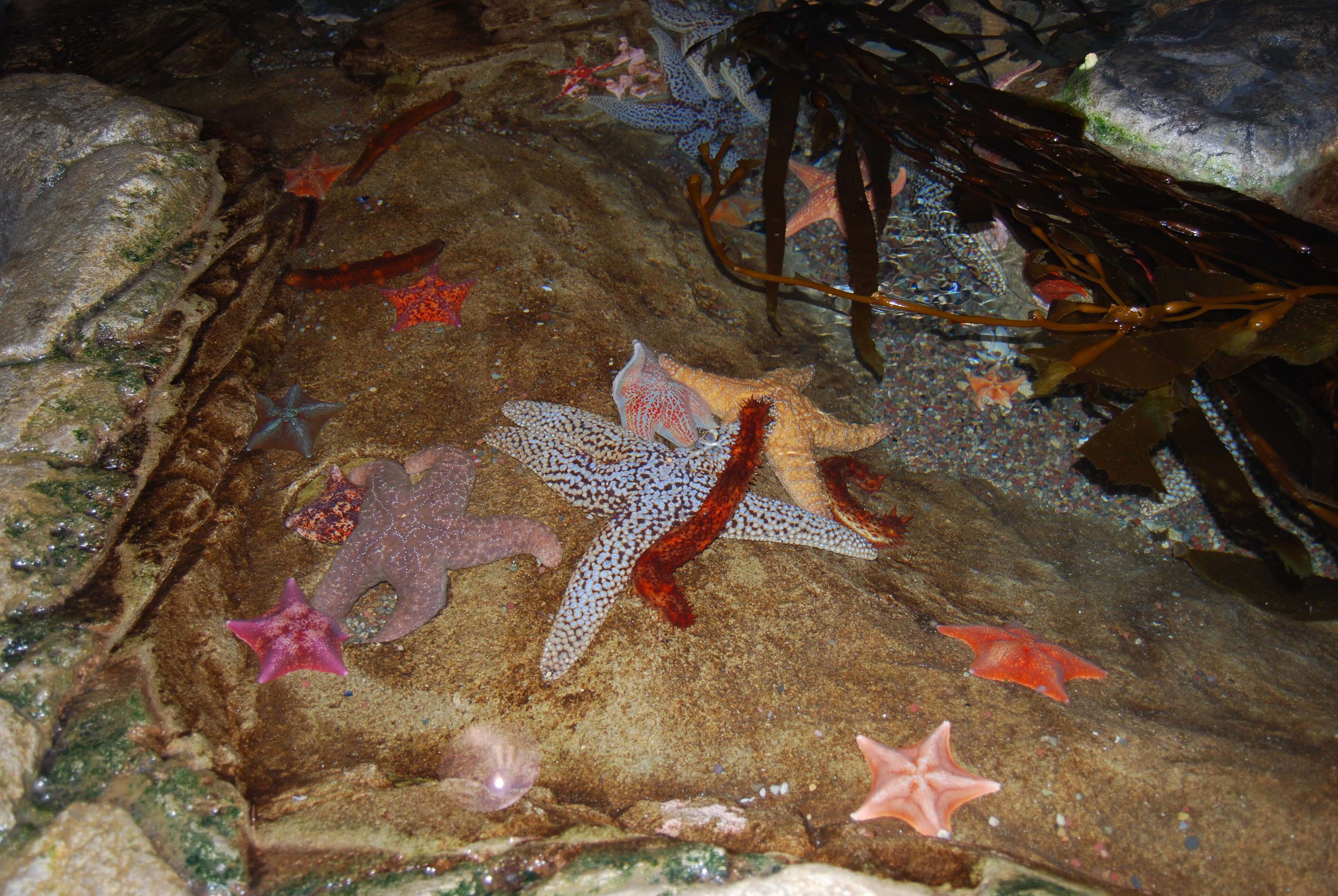 Image de Giant sea star