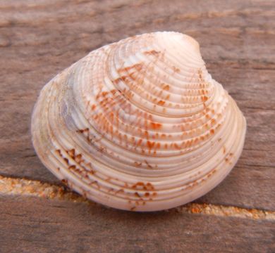Image of Striped venus