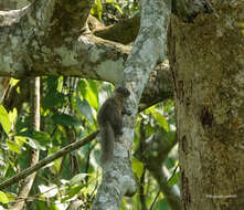 Image of Hoary-bellied Squirrel