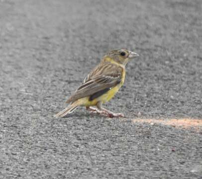 Image of Black-headed Bunting