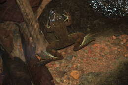 Image of Indian Skipper Frog