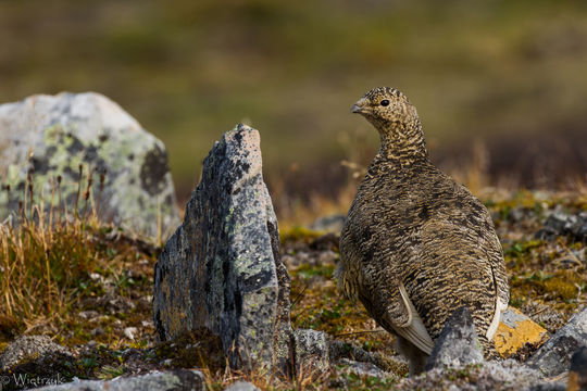 Image of <i>Lagopus muta hyperborea</i> Sundevall 1845