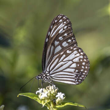 صورة Parantica aglea Cramer 1781