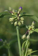 Слика од Tradescantia ohiensis Raf.