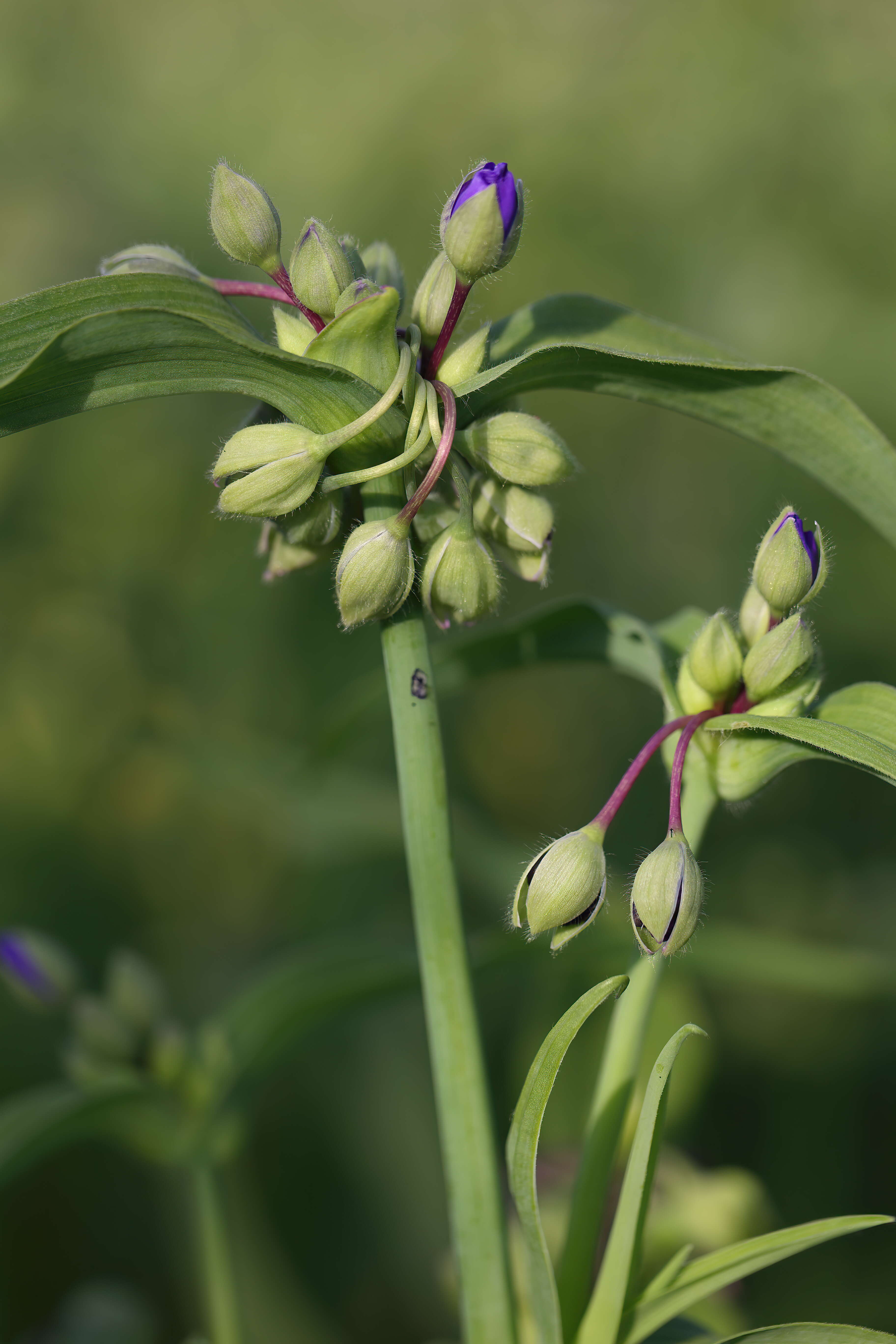 Слика од Tradescantia ohiensis Raf.