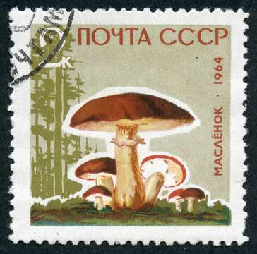 Слика од Suillus luteus (L.) Roussel 1796