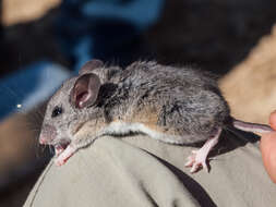 Image of Pinyon Mouse