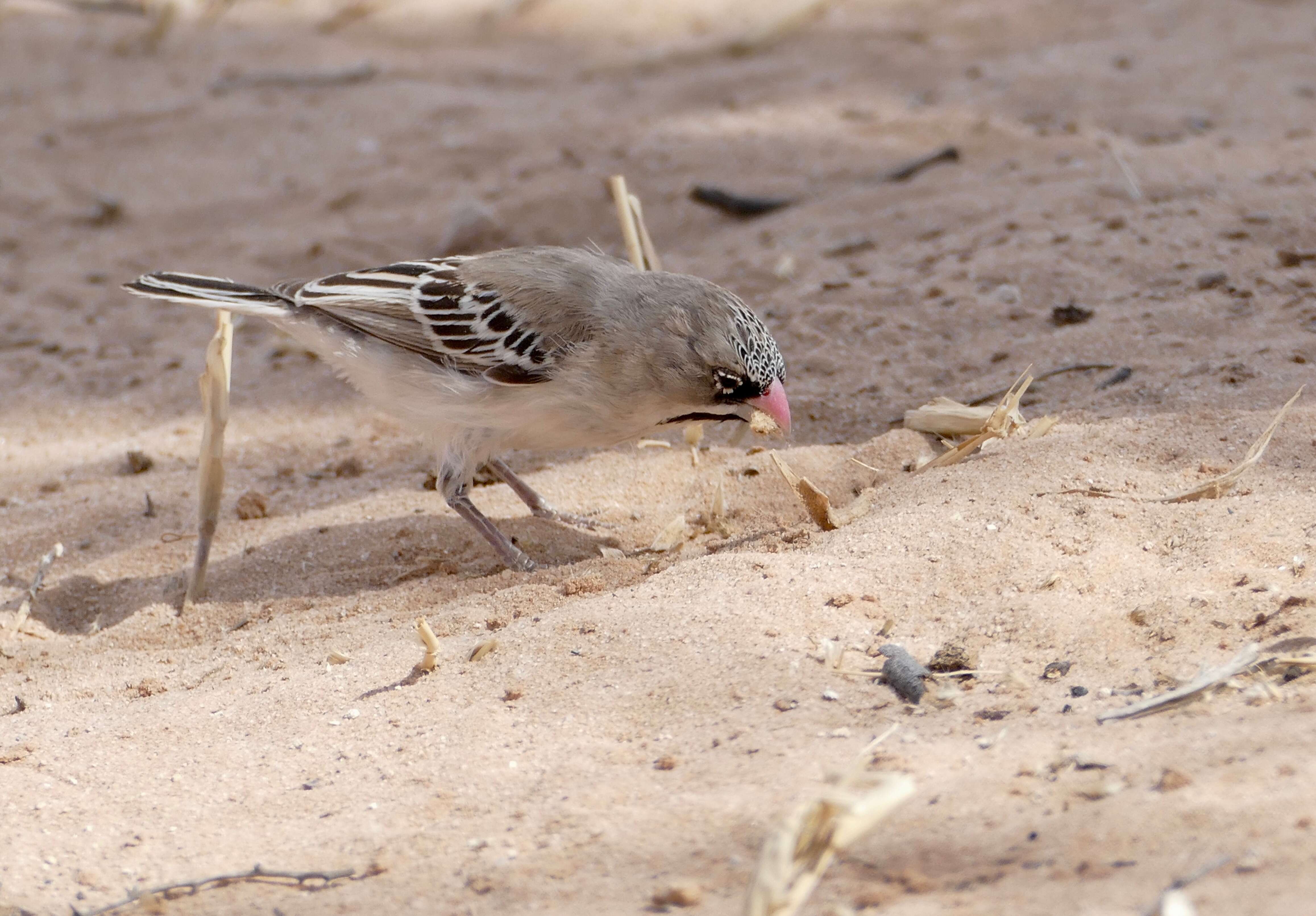 Image of Scaly Weaver