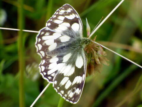 Image of marbled white