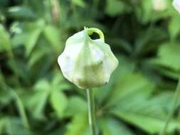 Image of meadow garlic