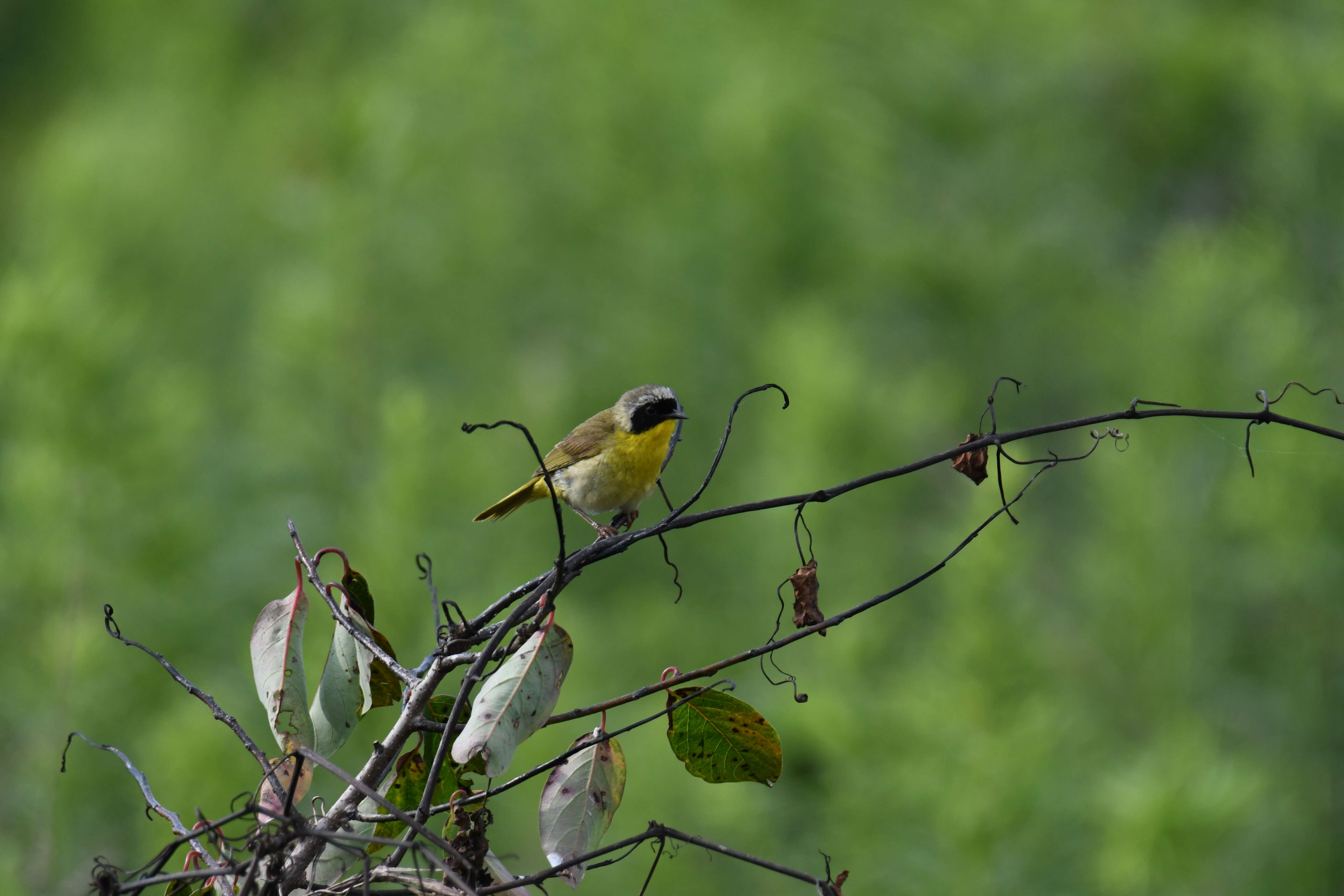 Geothlypis trichas (Linnaeus 1766) resmi