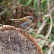 Image of Black-billed Nightingale-Thrush