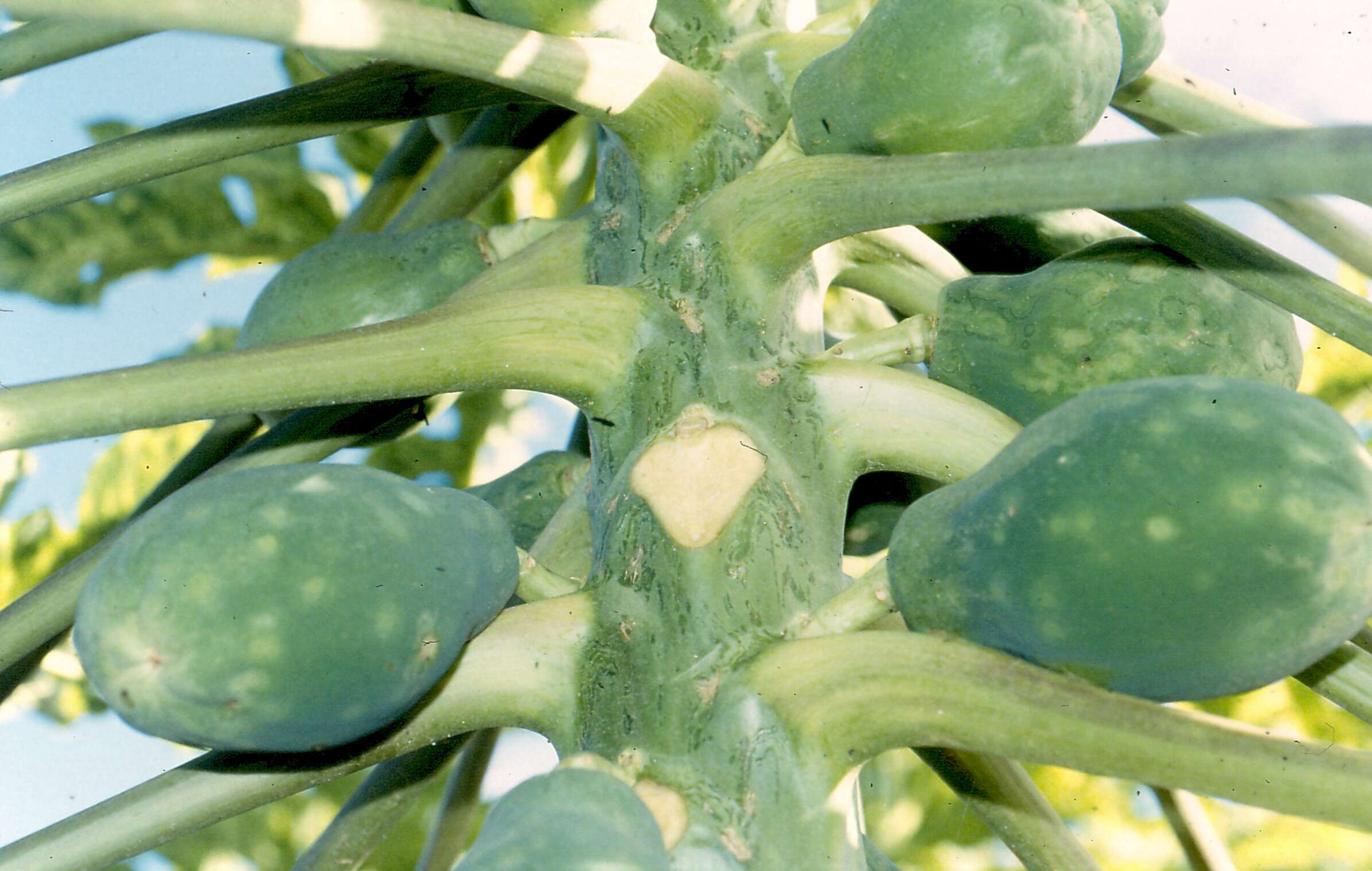 Sivun Papaya ringspot virus kuva