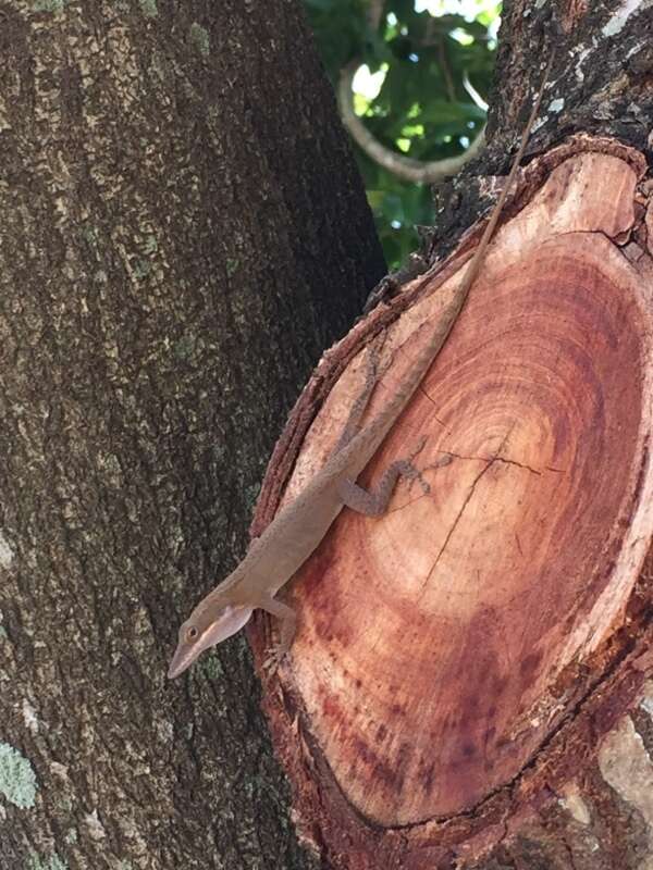 Image of Cuban green anole