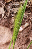 Plancia ëd Elymus canadensis L.