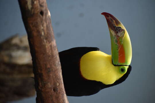 Image of Keel-billed Toucan