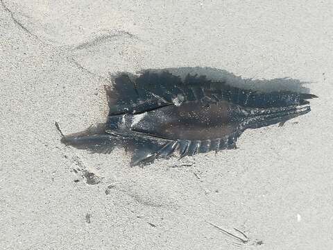 Image of Cape Elephantfish