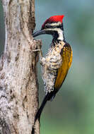 Image of Black-rumped Flameback