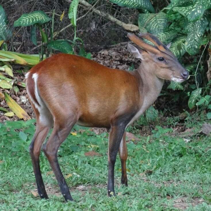 Image of Barking Deer