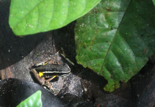 18.https www inaturalist org photos 6636473.580x360