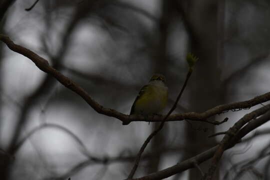 Слика од Vireo griseus (Boddaert 1783)