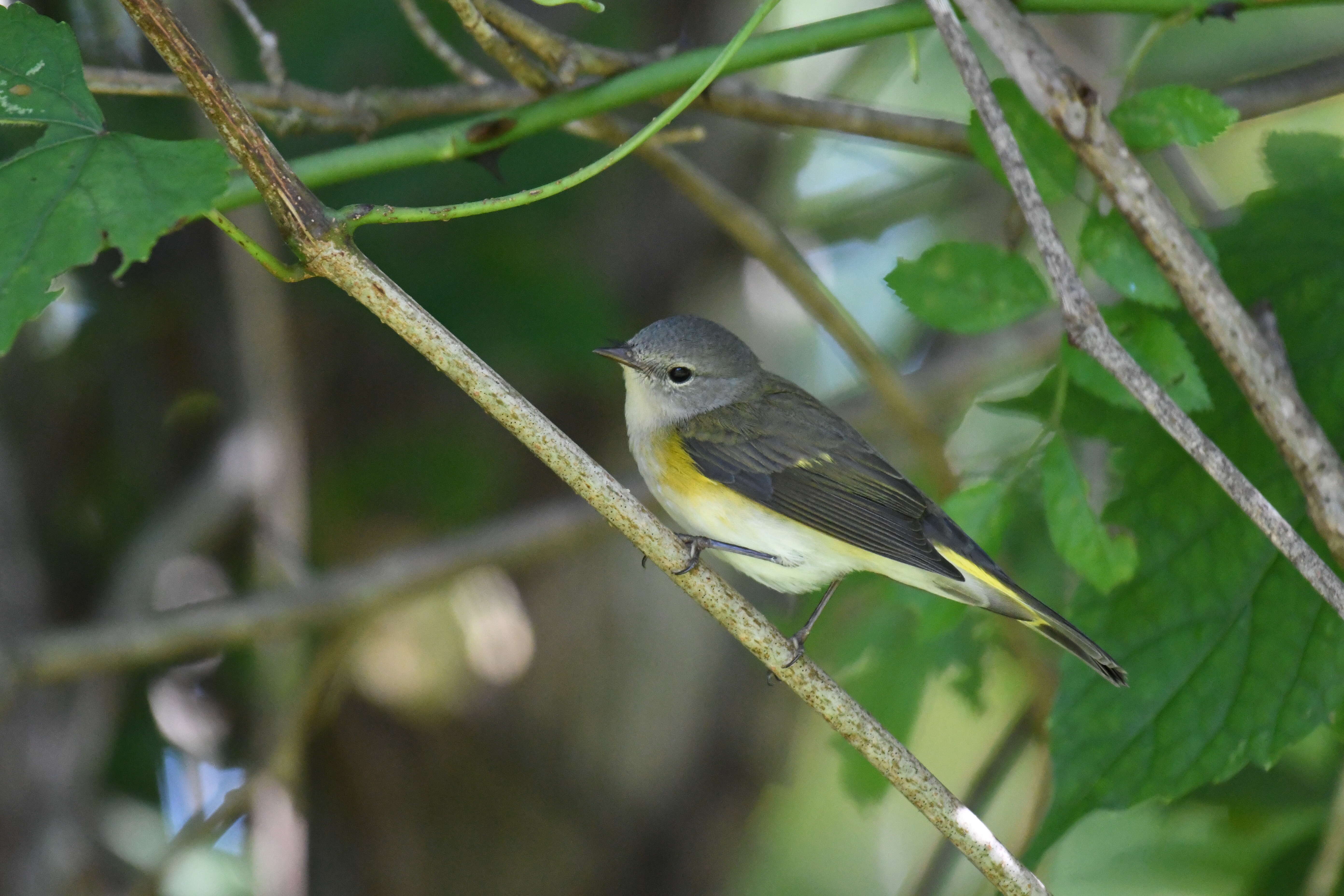 Image of American Redstart