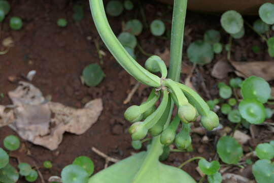 Image of velvetleaf