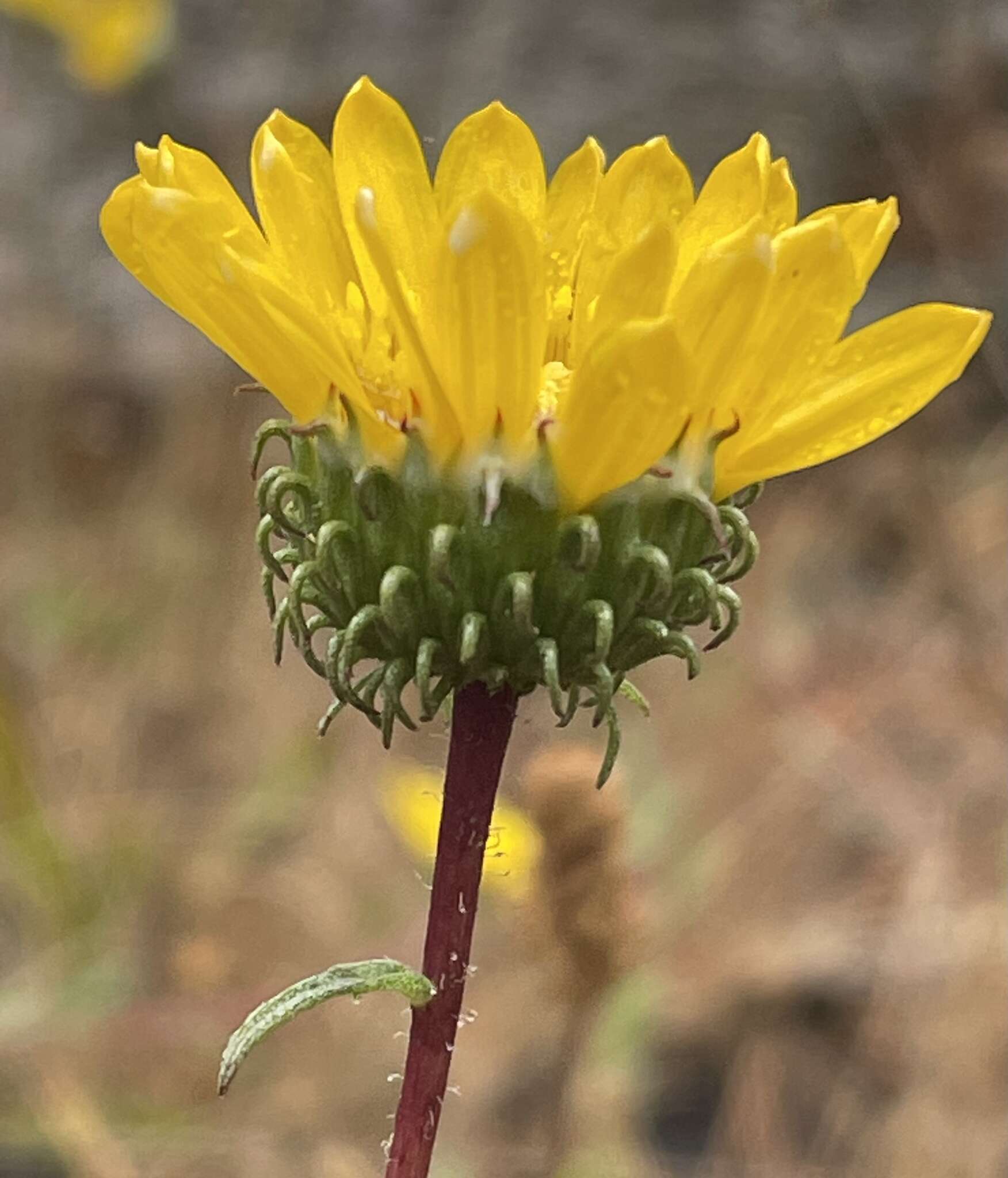 Grindelia nana resmi